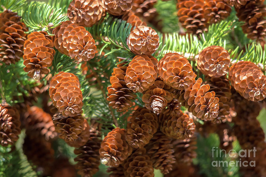 Pine Cones from Below Photograph by Cheryl Baxter
