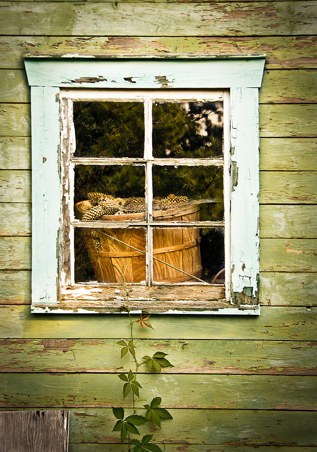 Vintage Photograph - Pine Cones in the Window by Maggie Terlecki