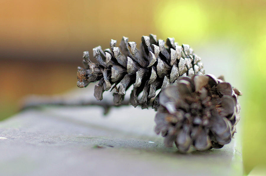 Pine Cones Photograph by James Benton | Fine Art America