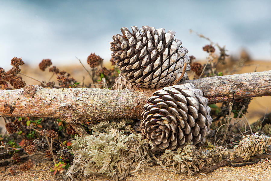 Pine cones  Photograph by Jason Hughes