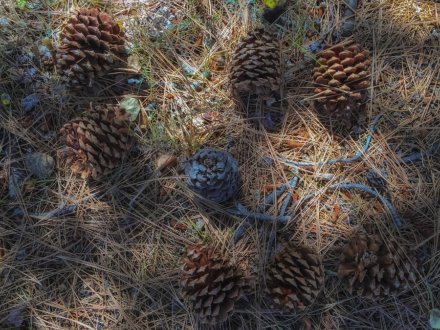 Pine Cones Photograph by Jonathan Nguyen