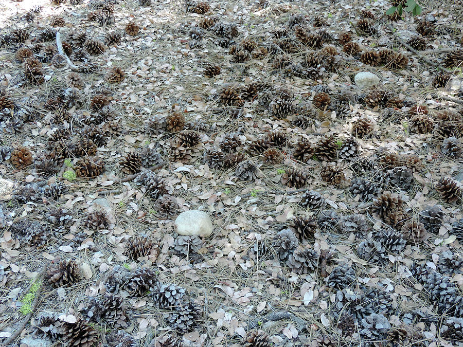 Pine Cones Of Wawona Photograph