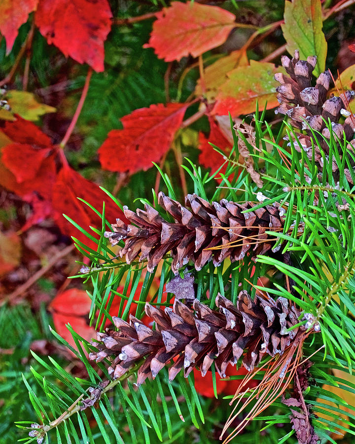 Pine Cones on White Pine Trail in Kent County, Michigan  Photograph by Ruth Hager