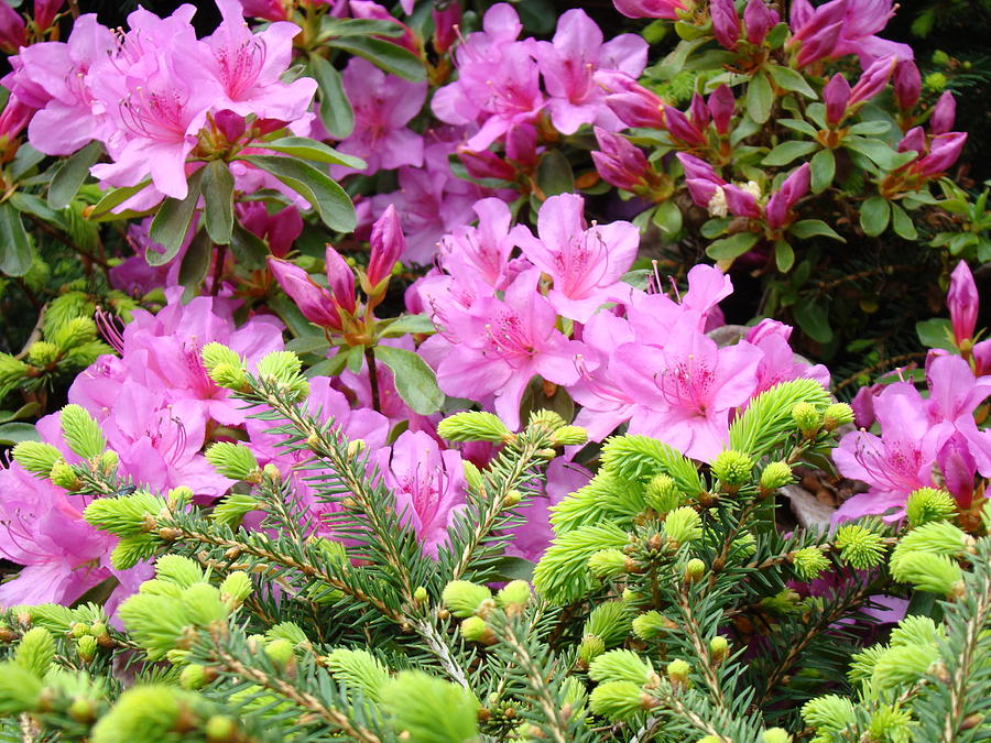 Pine Conifer Pink Azaleas 30 Summer Azalea Flowers Giclee Art Prints ...