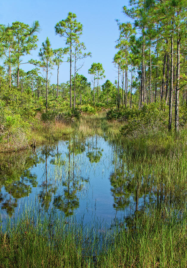 Pine Flatwoods Reflections - Punta Gorda, Florida Photograph by Mitch Spence