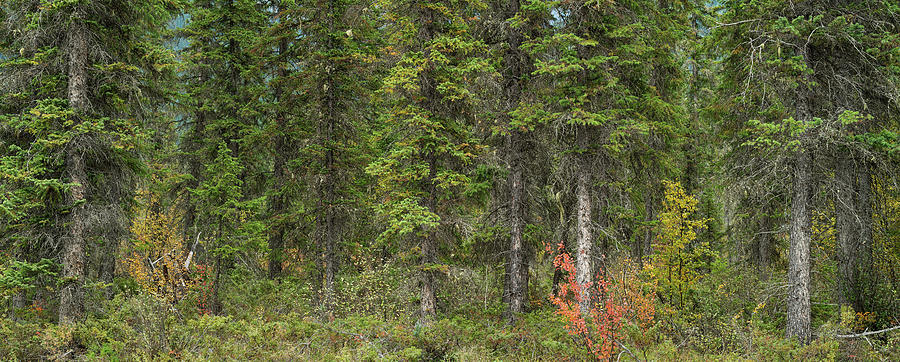 Pine Forest British Columbia Canada Photograph