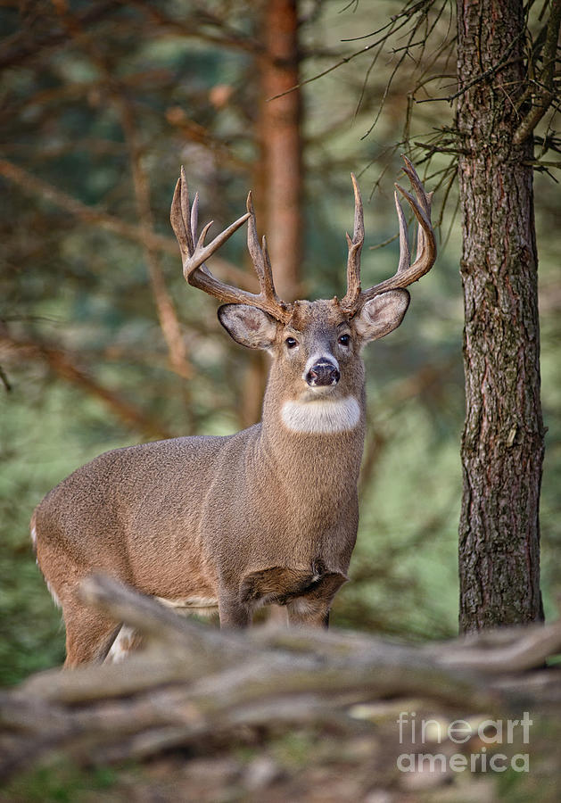 Deer Photograph - Pine Forest White-tailed Buck Deer by Timothy Flanigan