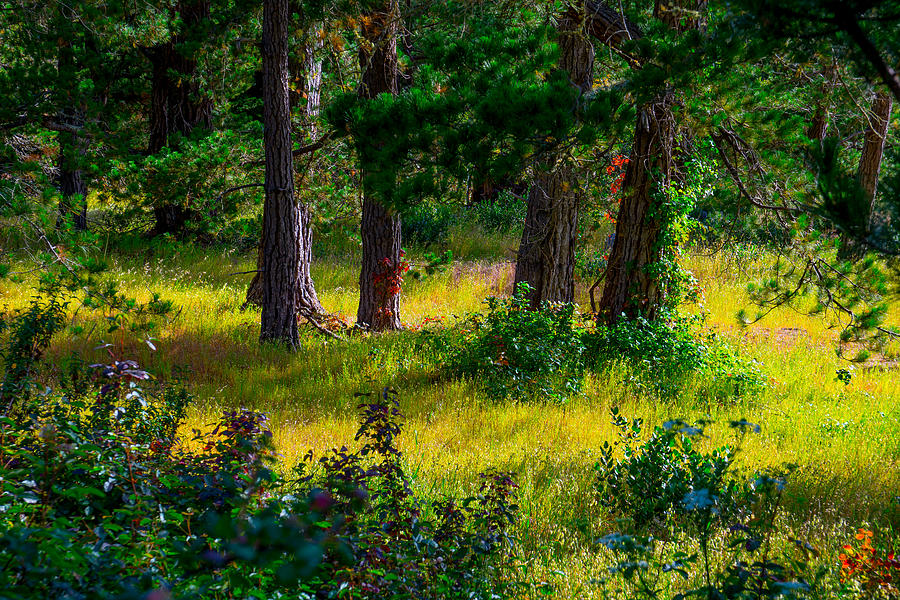 Pine Forest Photograph by Derek Dean