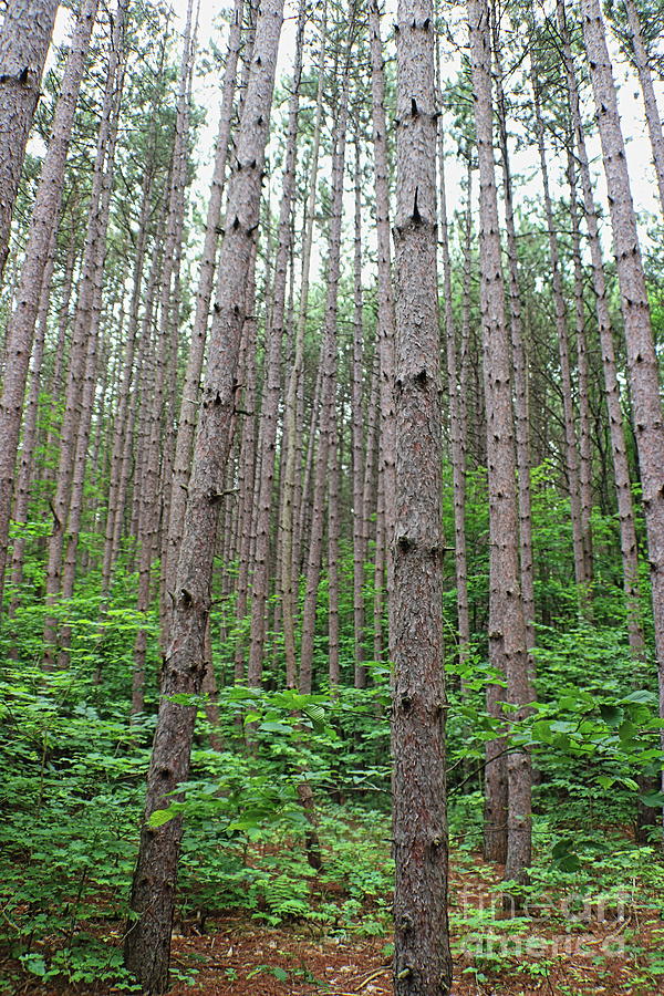 Pine Forest Photograph by Erick Schmidt