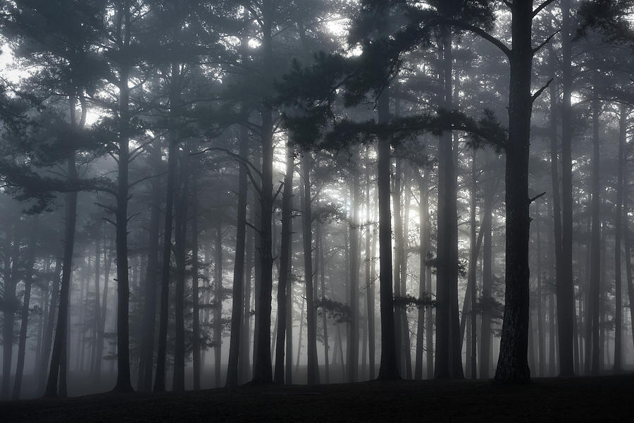 Pine Forest Fog Photograph by Bud Simpson