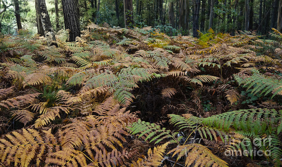 Pine forest in autumn with Eagle fern Photograph by Perry Van Munster