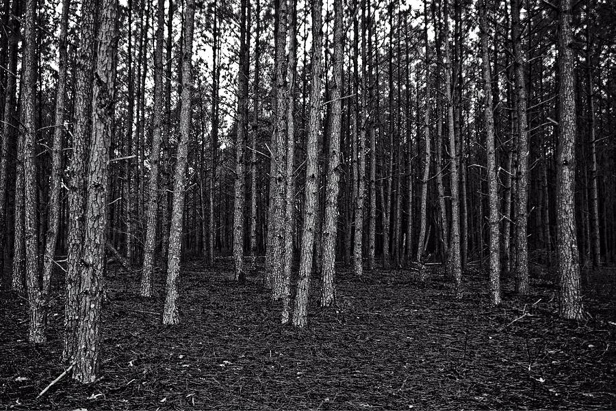 Pine Forest in Black and White Photograph by Matt Plyler - Pixels