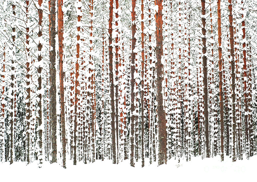 Pine Forest In The Snow Photograph