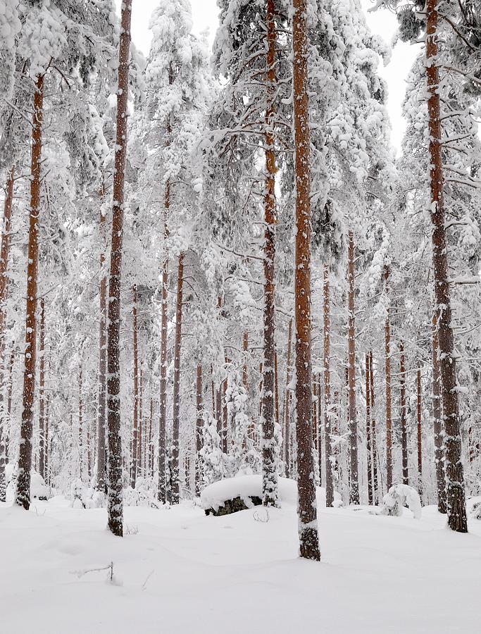 Pine forest Photograph by Jouko Lehto