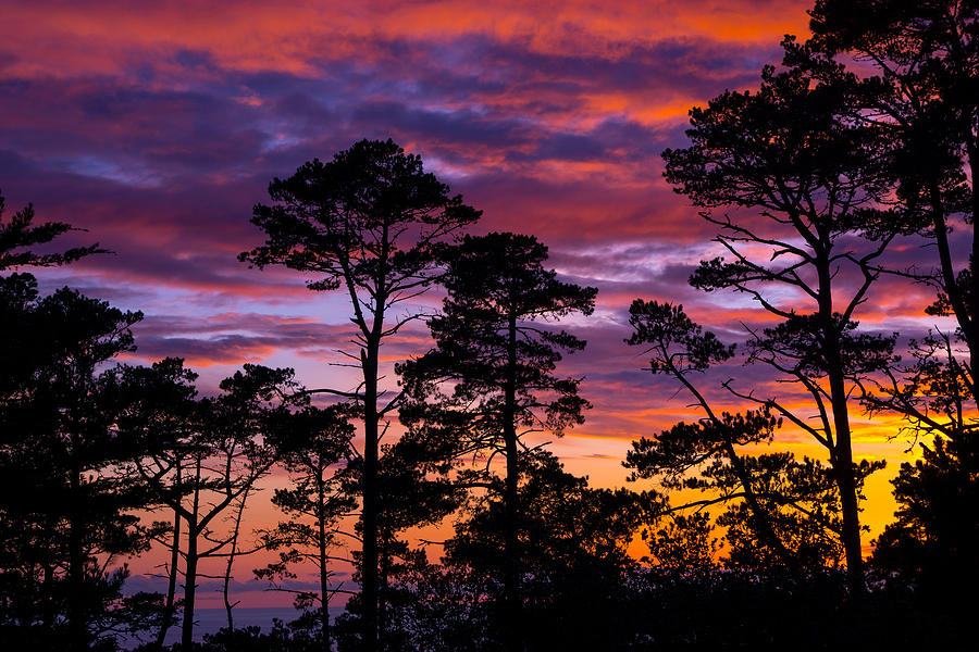 Pine Forest Sunset Photograph by Derek Dean
