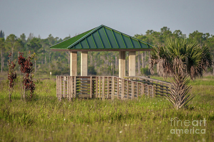 Pine Glades Observation Deck Photograph by Tom Claud