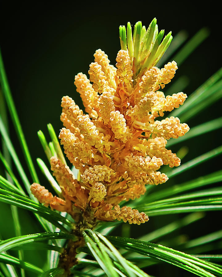 Tree Photograph - Pine Gold No.2 by Michael Putnam