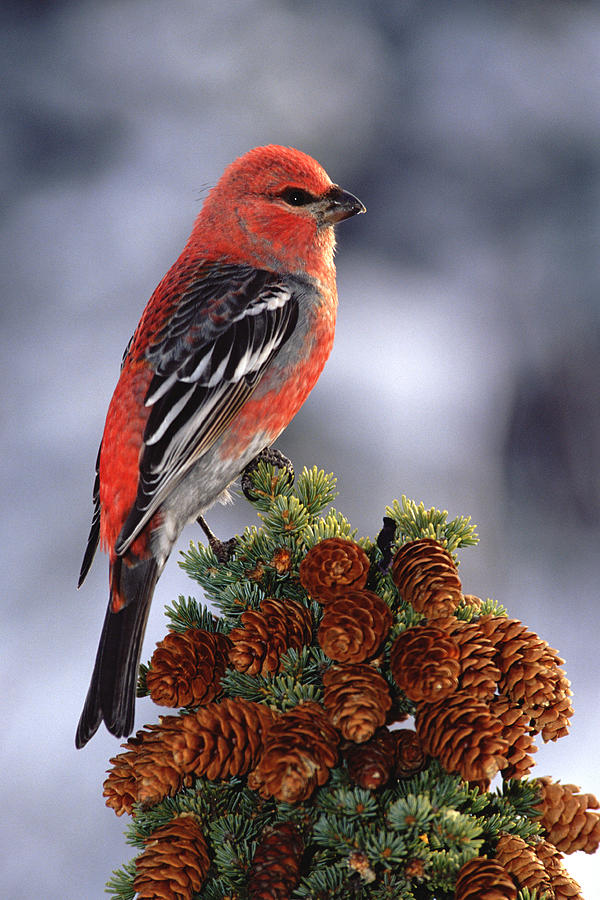 Bird Photograph - Pine Grosbeak Pinicola Enucleator Male by Michael Quinton