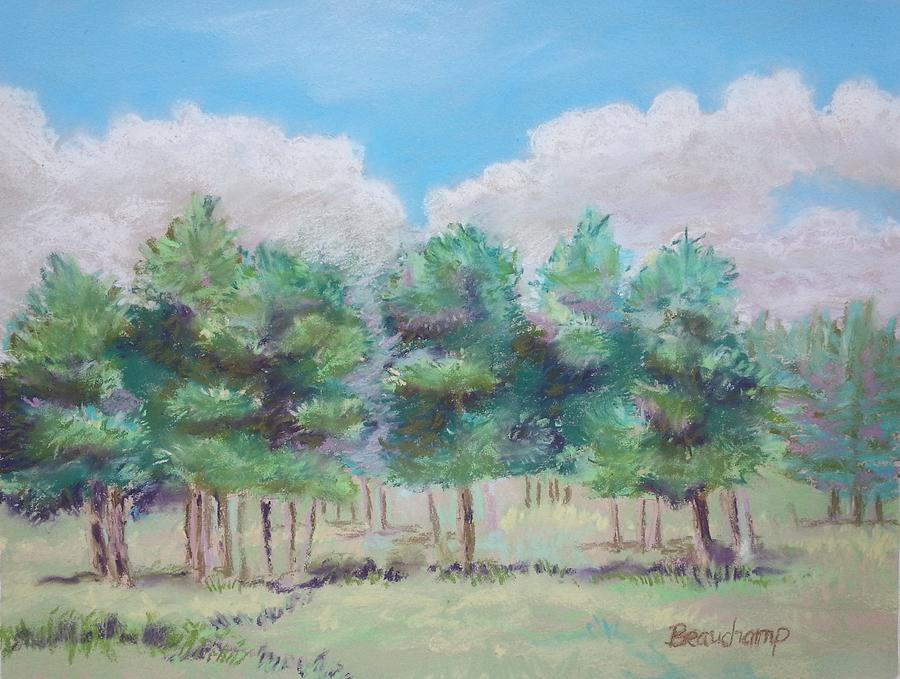 Pine Grove with Clouds-Plein Air Pastel by Nancy Beauchamp