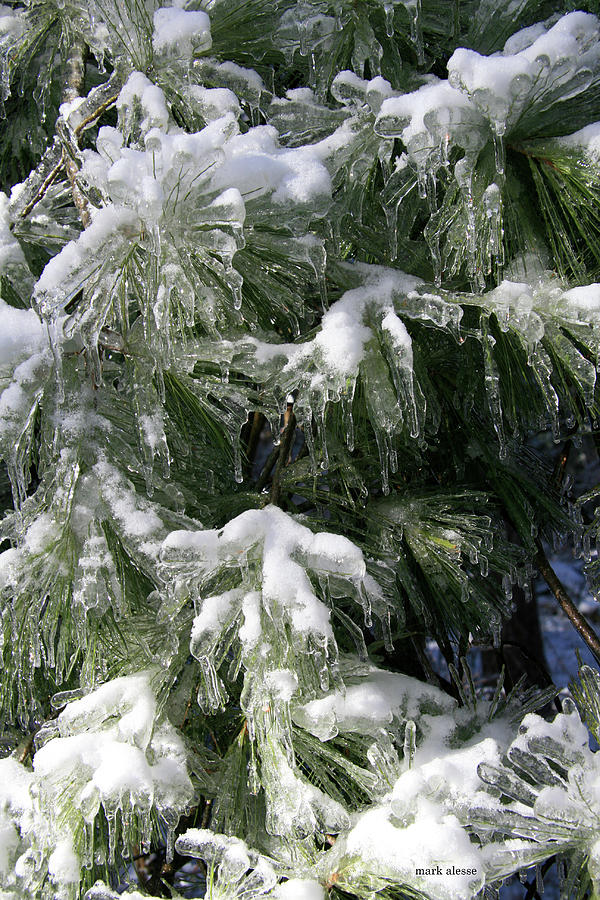Pine ice Photograph by Mark Alesse