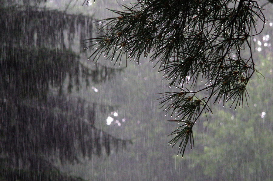 Pine in Rain Photograph by David Coblitz