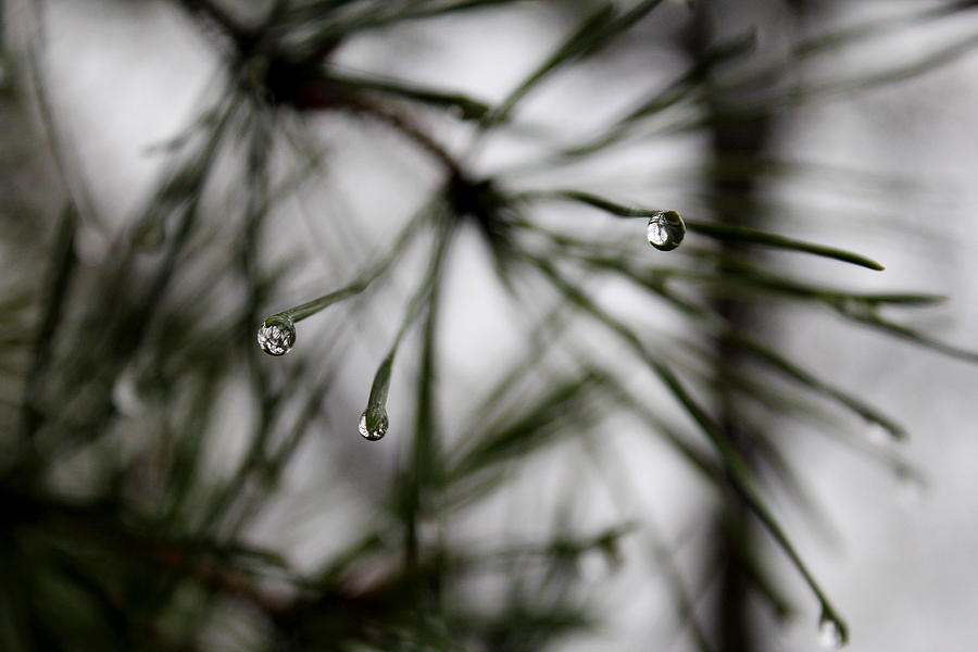 Pine In Rain Photograph by Trent Mallett