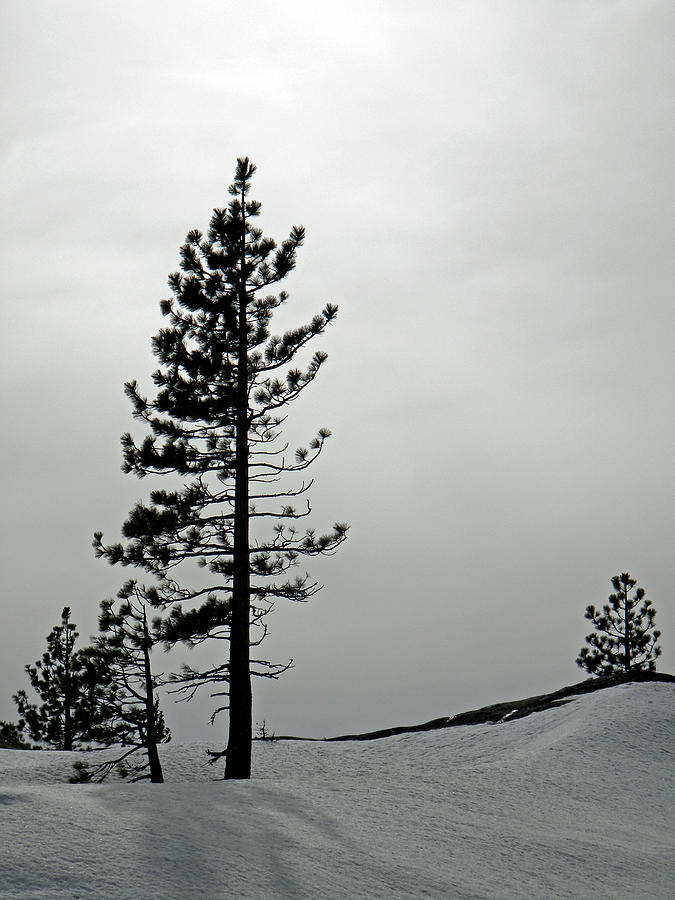 Pine In Snow Photograph by Frank Wilson