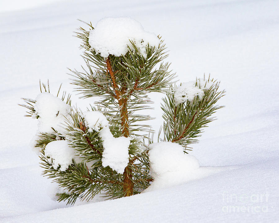 Pine in Snow Photograph by Jerry Fornarotto