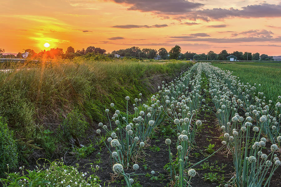 Pine Island Blooming Onion Field At Sunset Photograph by Angelo Marcialis