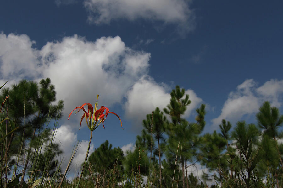 Pine Lily And Pines Photograph