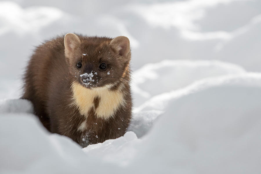 Winter Photograph - Pine Marten by Arterra Picture Library