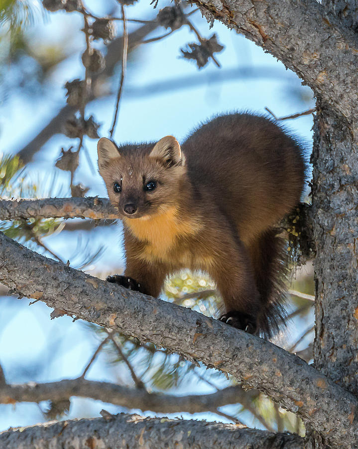 Pine Marten Fun Photograph by Yeates Photography