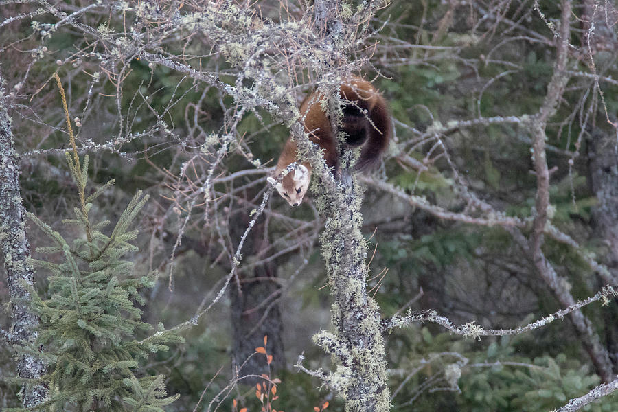 Pine Marten Hanging in Tree Photograph by Brook Burling