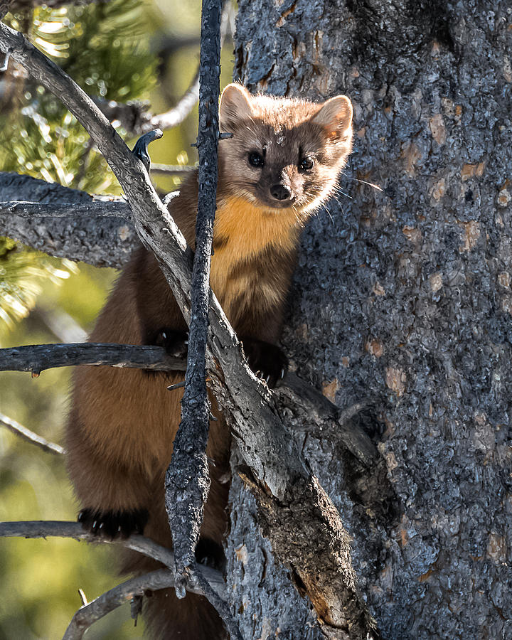Pine Marten In Grand Teton National Park Photograph by Yeates Photography