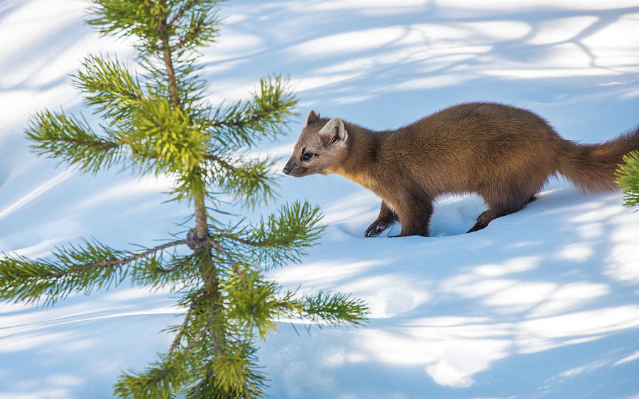 Pine Marten In March Photograph by Yeates Photography
