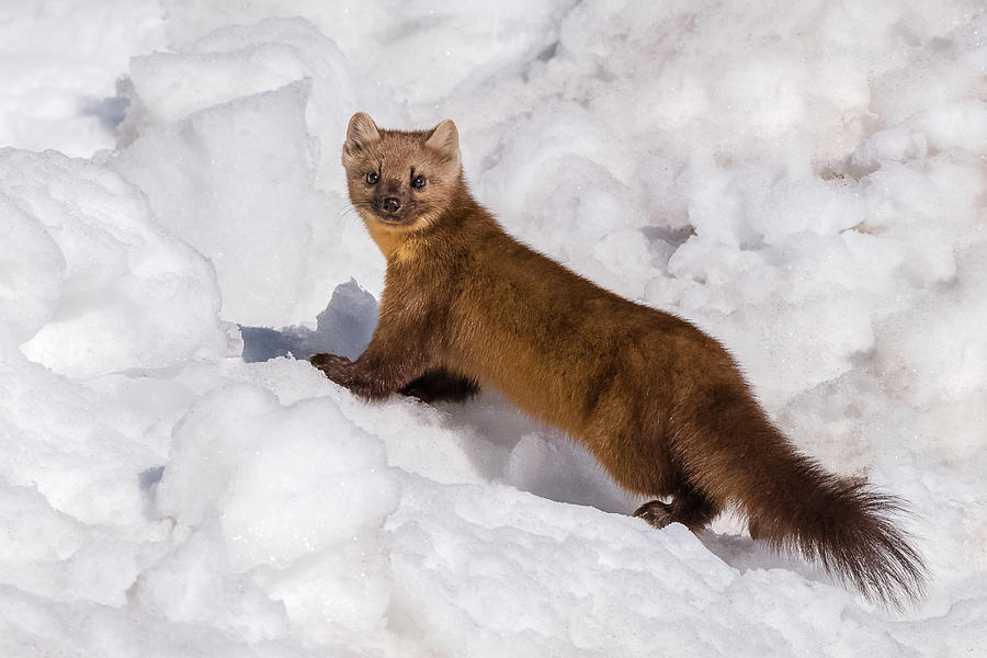 Pine Marten In Snow Photograph by Yeates Photography