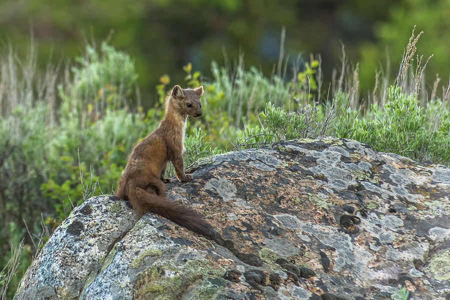 Pine Marten In Summer Photograph by Yeates Photography