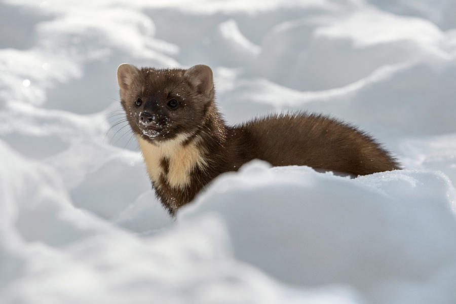 Pine Marten in the Snow Photograph by Arterra Picture Library