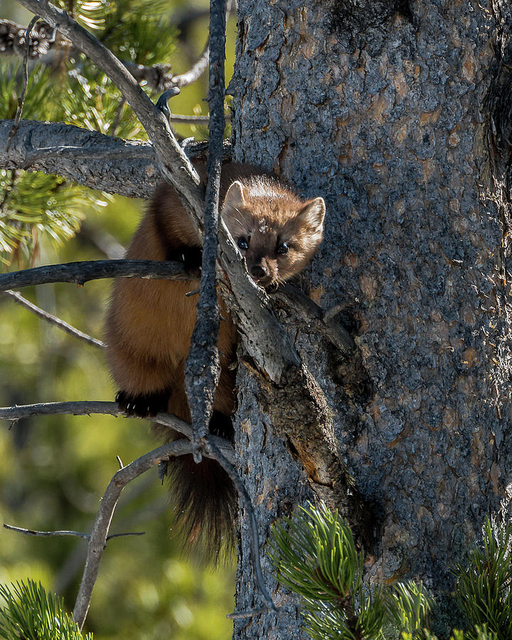 Pine Marten In The Teton Forest Photograph by Yeates Photography
