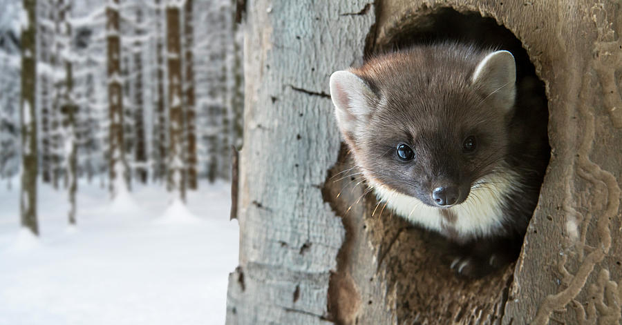 Pine Marten in Tree Photograph by Arterra Picture Library