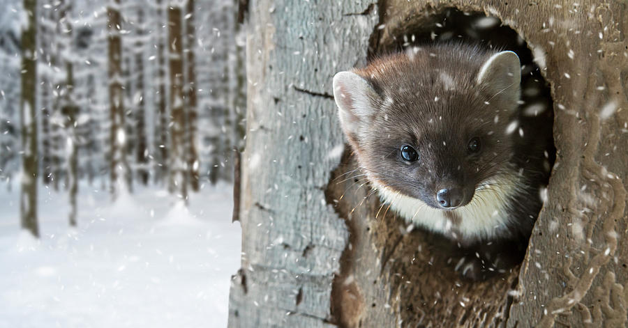 Pine Marten in Tree in Winter Photograph by Arterra Picture Library