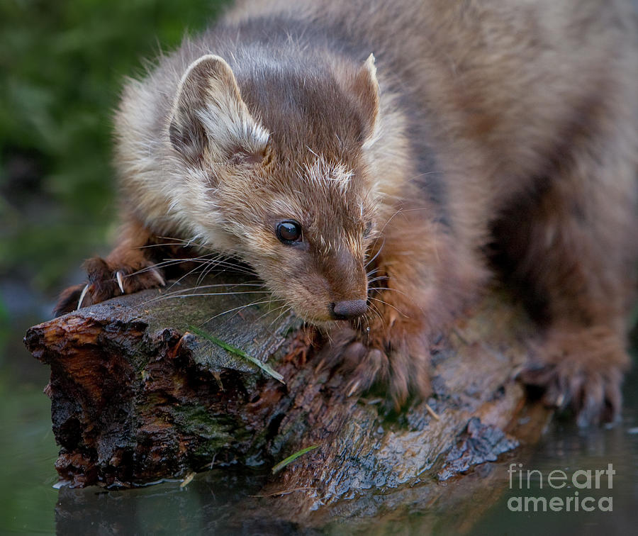 Pine Marten on Log Photograph by Jerry Fornarotto