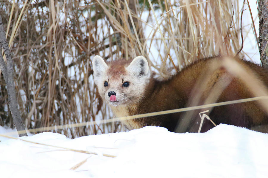 Pine Marten Tongue Out Photograph by Brook Burling