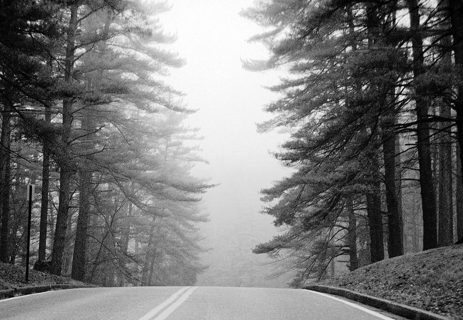 Pine Mist Photograph by Paul  Trunk