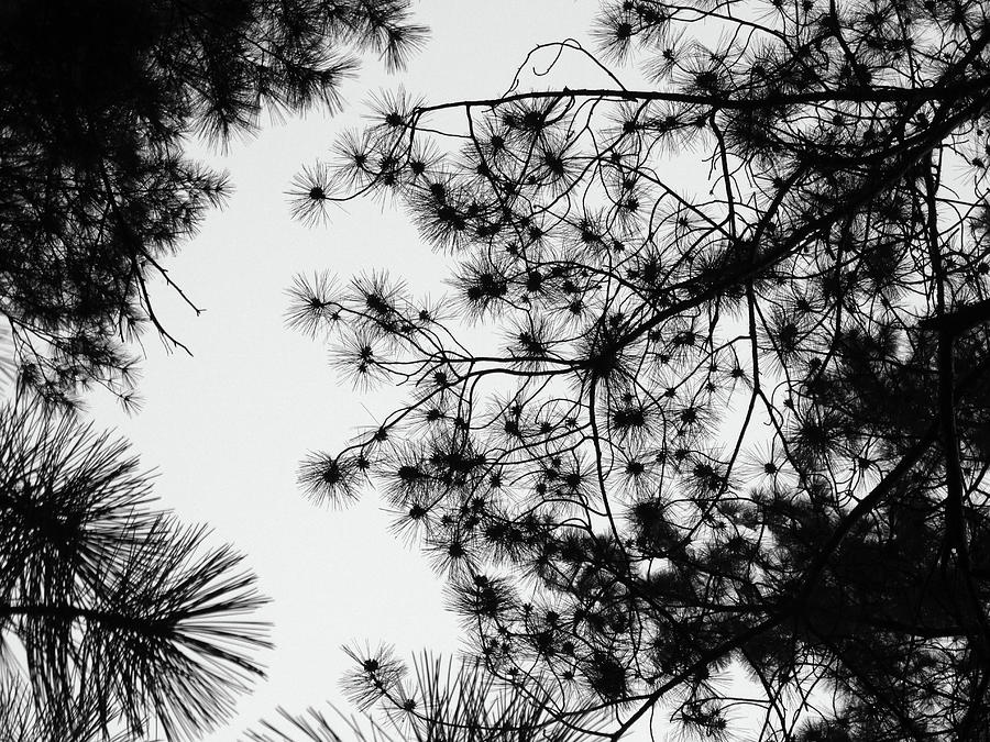 Pine Needle Abstract B W Photograph by David T Wilkinson
