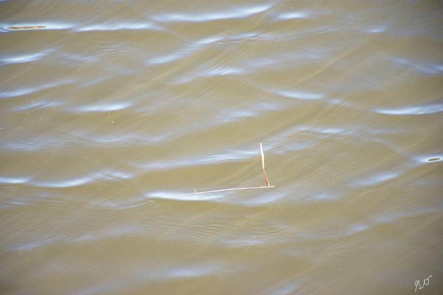 Pine Needle Floating On Lake Water Photograph
