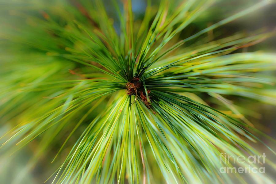 Pine Needle Macro Photograph by Lisa Kilby