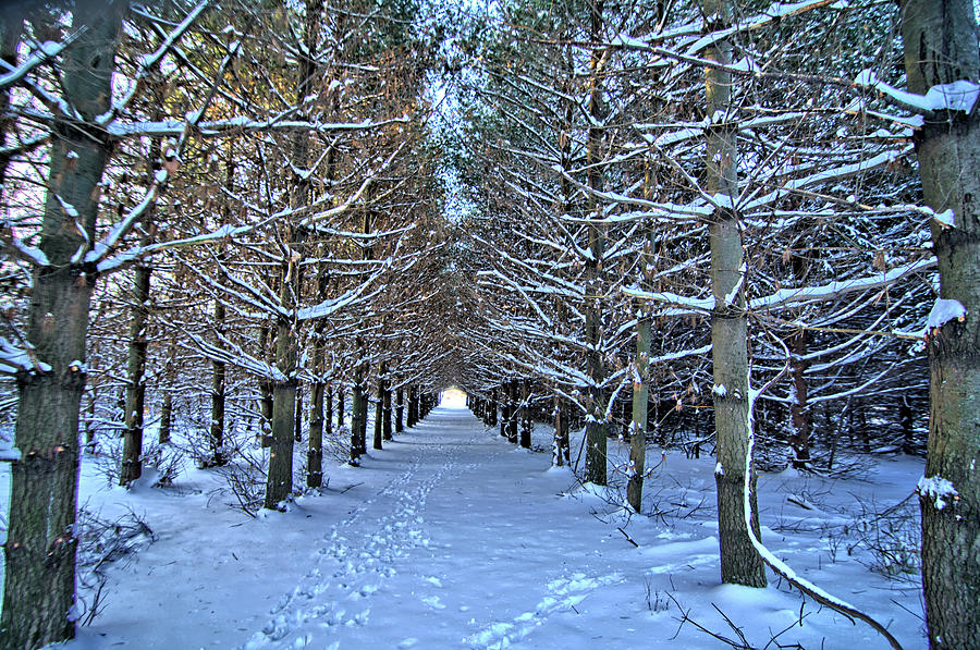 Pine Needle Path Winter Photograph by Bonfire Photography