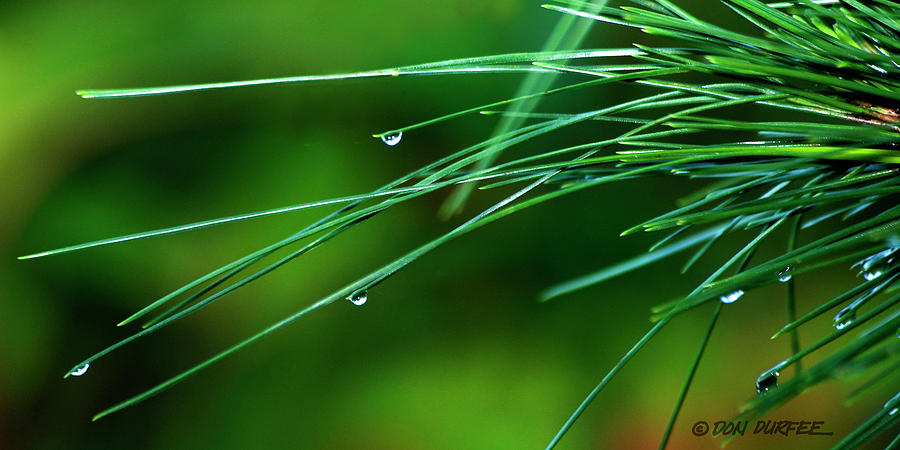 Pine Needle Raindrops Photograph by Don Durfee