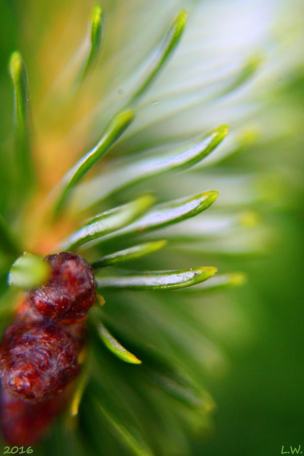 Pine Needles 2 Photograph by Lisa Wooten